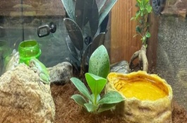 树蛙是保护动物吗，生活环境以高湿为宜