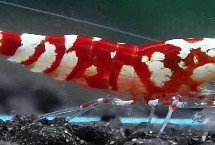 水晶虾公母能一起养吗，体型和头部均不同