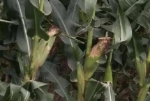 玉迪838玉米栽培技术要点，大喇叭口期防治玉米螟虫