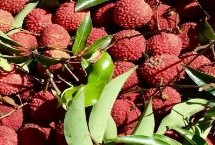 荔枝还有哪些优质品种，是一种迟熟荔枝品种