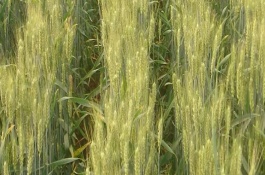 华麦118小麦栽培技术要点，每亩有效穗41.1万