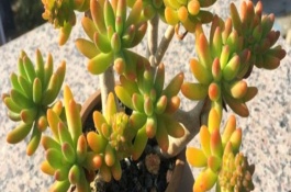 磷肥可以养多肉吗，春秋两季可隔20-30天施一次肥料