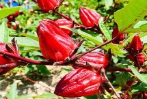 农村做什么生意能赚钱，可考虑种植洛神果、苹婆、马蹄等水果