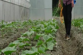 大棚黄瓜怎么施肥，药剂混用要科学合理