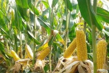 丰度809玉米栽培技术要点，密度3000株/亩左右