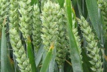 隆麦30小麦栽培技术要点，春性小麦品种