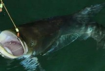 阴天怎么钓鱼，需选择气温超过15℃的天气作钓