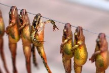 雪蛤的鉴别方法，油块大小会影响到售价