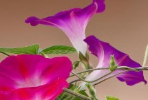 牵牛花的花色，有白、红、粉红、蓝、紫等花色