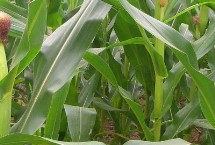 乾坤105玉米栽培技术要点，适宜在肥力中上等的地块种植