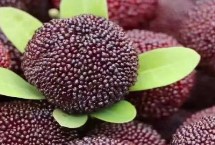 杨梅还有哪些好吃品种，又叫小种杨梅、余姚杨梅、黑炭梅等