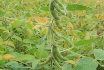 邯豆13大豆栽培技术要点，黄淮海夏大豆高油型品种