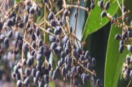 白蜡树的介绍，可作为药材入药