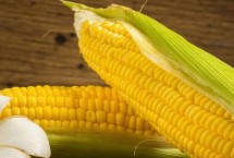 达育818玉米栽培技术要点，播种前种子包衣以防治地下害虫