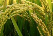 五丰优1606水稻栽培技术要点，每亩插足基本苗8－10万