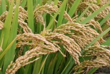 松科粳119水稻栽培技术要点，香稻品种