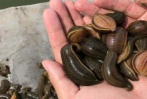 水蛭会不会钻入人体，一般会用到动物血