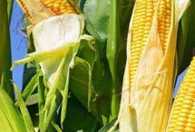 连胜269玉米栽培技术要点，夏播生育期104天