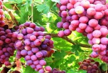 甘肃省酒泉市的特产水果，包括瓜州蜜瓜、瓜州西瓜等种类