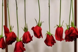 玫瑰花插水里怎么保鲜，常见风干方法有悬挂风干法、自然干燥法、微波炉烘干法