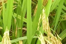 18优华占水稻栽培技术要点，一般5月上中旬播种