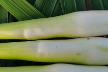 茭白每年要重新种吗，这七个品质佳且产量高