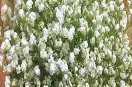 满天星的耐寒温度，最低可以忍耐0℃