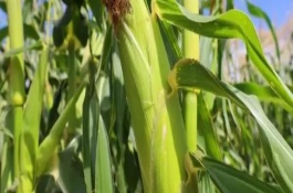 合玉29玉米栽培技术要点，普通玉米品种
