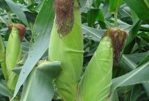 登海2112玉米栽培技术要点，注意防治丝黑穗病