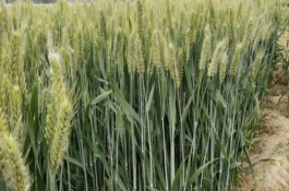 轮选169小麦栽培技术要点，注意防治锈病