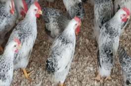 芦花鸡多大开始产蛋，品种、外观均不同