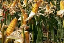 金粮16玉米栽培技术要点，中早熟品种