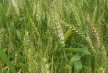 德利昌麦4号小麦栽培技术要点，半冬性品种