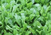 雪菜是什么菜，又叫雪里红