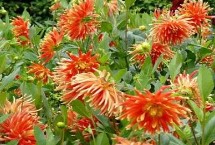 大花苞的花有哪些品种，常见的有向日葵、月季、芍药、朱顶红等