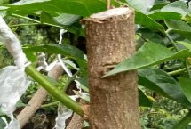 黄皮如何嫁接，接穗幼芽萌发后要去弱留强