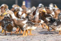 什么番鸭品种最大，包括高邮鸭、北京鸭、绍兴鸭等种类