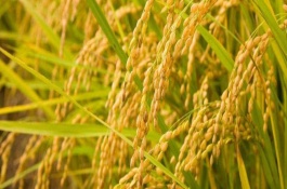 华美占水稻栽培技术要点，全生育期平均108.0天