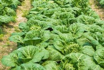 种娃娃菜的土壤怎么选，基肥以腐熟有机肥为主