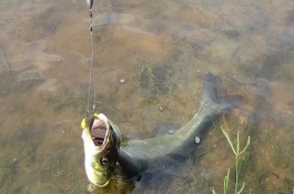 钓翘嘴鱼适合用什么钩，蚯蚓、泥鳅、小鱼虾等活饵适合使用