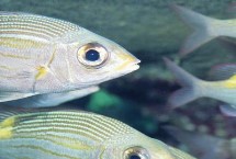 鱼有没有心脏，属于脊椎动物是有心脏的