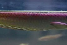 银龙鱼蒙眼病的原因，主要就是因为细菌感染