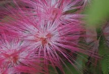 合欢花与含羞草有什么区别，我国的东北、华南及西南等地都有种植