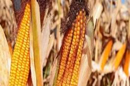 宏硕737玉米栽培技术要点，中抗灰斑病1-5级