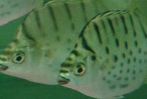 银鼓鱼好养吗，饲养难度较大