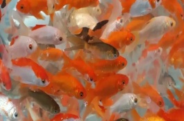 为什么刚出生的小金鱼沉底不动，发育成熟后是会产卵的