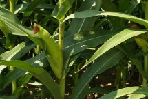 希普582玉米栽培技术要点，播种时采用等行距60厘米