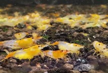 米虾多久换一次水，只能称为淡水虾