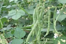 芸豆苗期怎么管理，结荚鼓粒时喷肥效果更佳