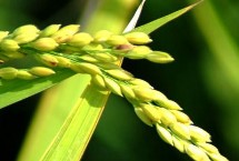 浙优807水稻栽培技术要点，全生育期151.1天
